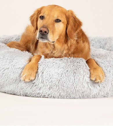 Dog on Bed